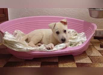 MARILU - kleines Eisbärbaby auf vier Pfoten