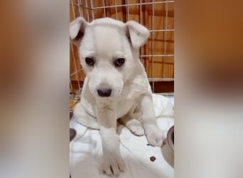 MARILU - wie ein Eisbärbaby...