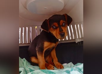 GIADA - süße kleine Hundedame