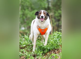 Ruhige Emma sucht zuhause
