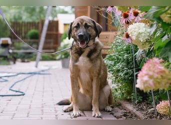 Aksi möchte ihre ganze Liebe zeigen