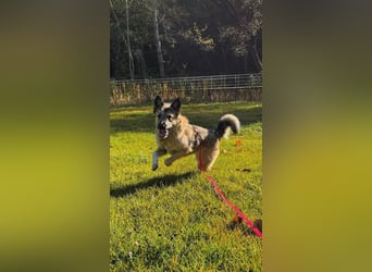 Bella sucht zuhause für immer