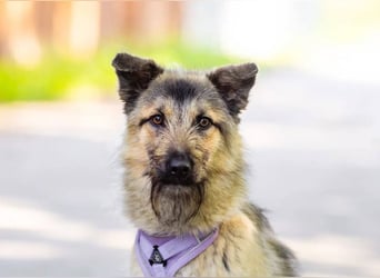 Bella sucht zuhause für immer