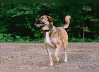 Aksi möchte ihre ganze Liebe zeigen