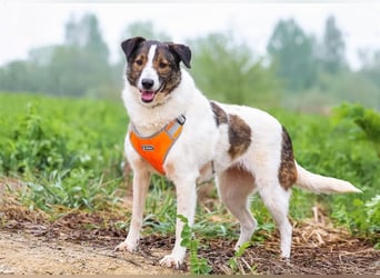 Ruhige Emma sucht zuhause