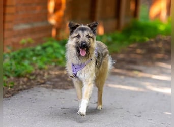 Bella sucht zuhause für immer