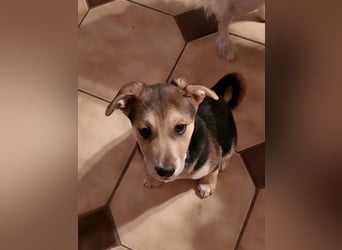 Süße Ronja sucht liebevolles Zuhause