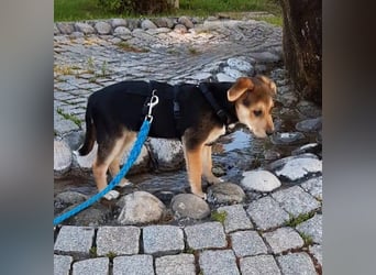 Süße Ronja sucht liebevolles Zuhause