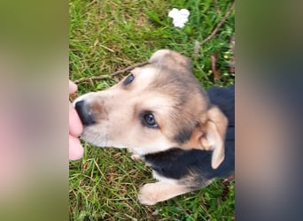 Süße Ronja sucht liebevolles Zuhause