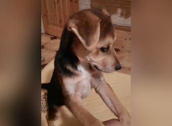 Süße Ronja sucht liebevolles Zuhause