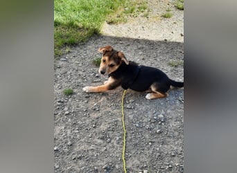 Süße Ronja sucht liebevolles Zuhause