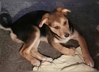 Süße Ronja sucht liebevolles Zuhause