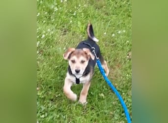 Süße Ronja sucht liebevolles Zuhause