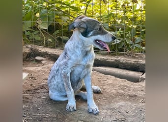 Aufgeweckte Junghündin Izzy