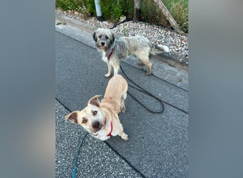 Rüde Joey – liebevoll, offen und eine lustige Wurst