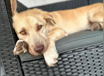 Rüde Joey – liebevoll, offen und eine lustige Wurst