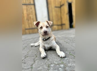 Rüde Joey – liebevoll, offen und eine lustige Wurst