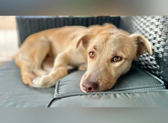 Rüde Joey – liebevoll, offen und eine lustige Wurst