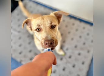 Rüde Joey – liebevoll, offen und eine lustige Wurst