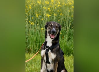 Tico ein toller Familienhund
