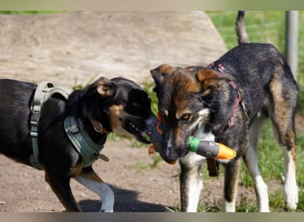 Tico ein toller Familienhund