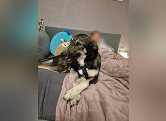 Tico ein toller Familienhund