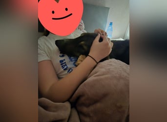 Tico ein toller Familienhund