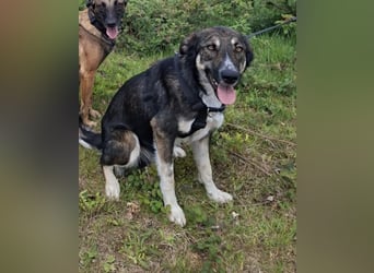 Tico ein toller Familienhund