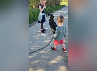 Tico ein toller Familienhund
