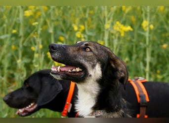 Tico ein toller Familienhund