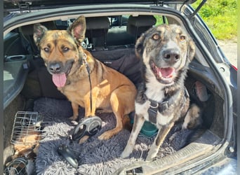 Tico ein toller Familienhund