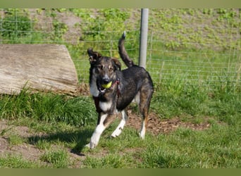 Tico ein toller Familienhund