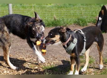 Tico ein toller Familienhund