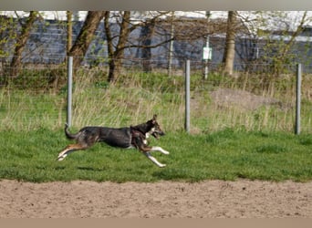 Tico ein toller Familienhund