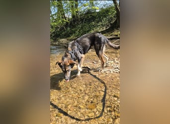 Tico ein toller Familienhund