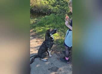 Tico ein toller Familienhund
