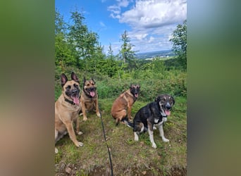 Tico ein toller Familienhund