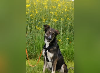 Tico ein toller Familienhund