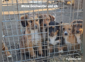 Meine Geschwister dürfen ausreisen - Jix möchte nicht alleine zurückbleiben!