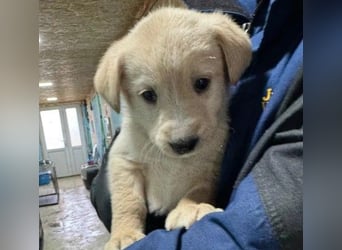 KIRI - zauberhafter Welpenjunge sucht seine Familie