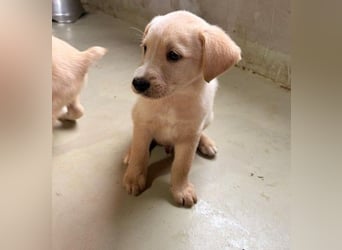 KIRI - zauberhafter Welpenjunge sucht seine Familie