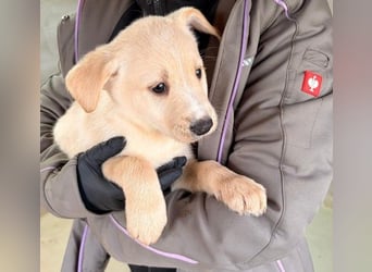 KIRI - zauberhafter Welpenjunge sucht seine Familie