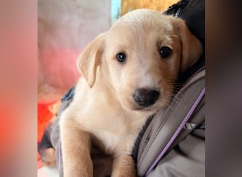 KIRI - zauberhafter Welpenjunge sucht seine Familie