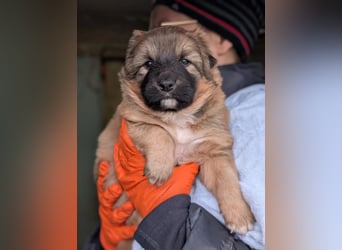 Energiegeladener Duplo sucht sportliche Menschen