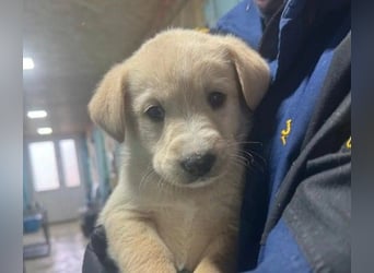 KIRI - zauberhafter Welpenjunge sucht seine Familie