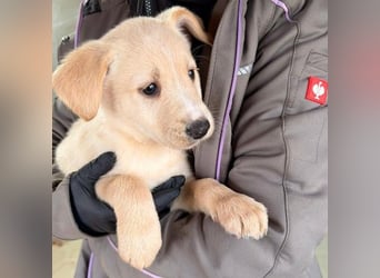 KIRI - zauberhafter Welpenjunge sucht seine Familie