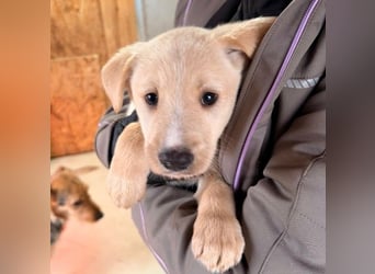 KIRI - zauberhafter Welpenjunge sucht seine Familie