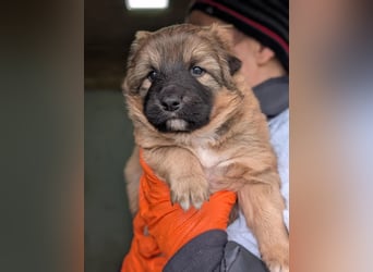 Energiegeladener Duplo sucht sportliche Menschen