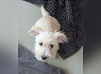 Welpenjunge EMILIO