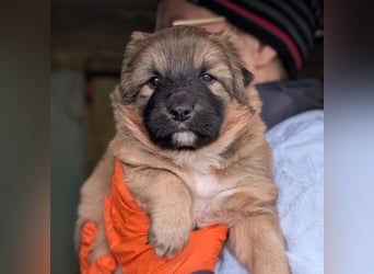 Energiegeladener Duplo sucht sportliche Menschen